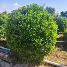 灰莉盆栽绿叶灌木非洲茉莉球一本万利多种规格耐阴绿植
