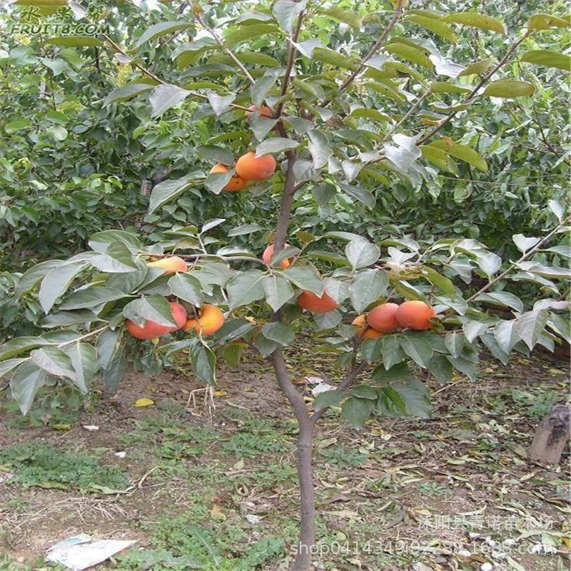 Плодовые саженцы оптовые продажи привитые саженцы хурмы Сладкая хурма результаты рассады ранняя высокая урожайность семена хурмы оптом