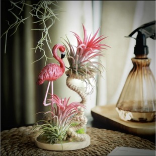 Air Pineapple Combination Red Yellow Green Elf Soilless Plant Balcony Office Green Plant Potted Flower Package Gift