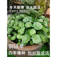 铜钱草草籽大叶子水养种籽四季播种水培植物花卉盆栽室内常绿种子