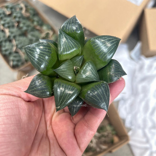 Desktop Green Plants, Office Balcony, Interesting Succulents, Black King Ke Twelve Rolls, Jade Dew, Longevity and Everything