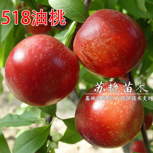 �O�������� �S������ 518������ �޽��Ҙ��箔��Y���Ϸ������Nֲ