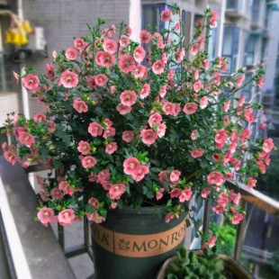 Сľ�Ȼ����ԃ���Ůʿ��������ļ�������B�_������ͥԺľ��