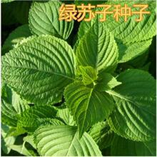 �G�K�ӷN���ļ���ʳ�ô��~�|���K���~�{ζ��Ұ����������߲˷N��