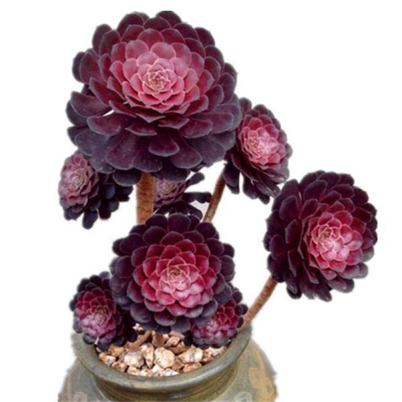 구리 주전자 마스터 높이 20cm 측면 새싹이 있는 원형