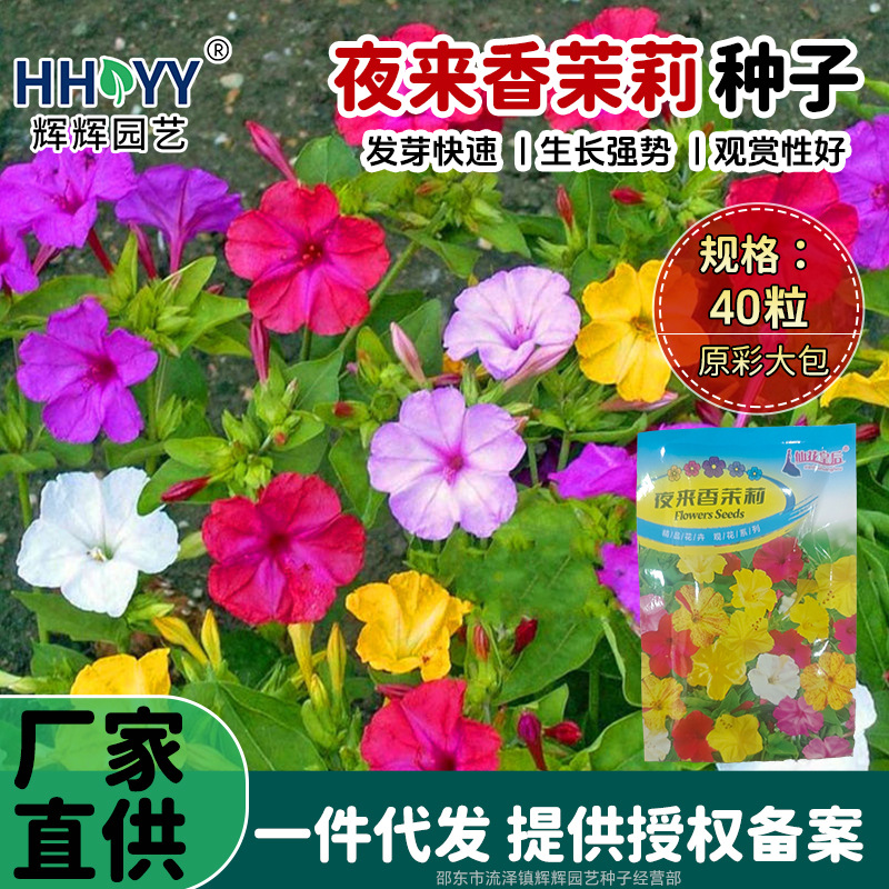 现货批发夜来香茉莉种子夜来香盆栽地雷花芳香花卉种子浓香花种