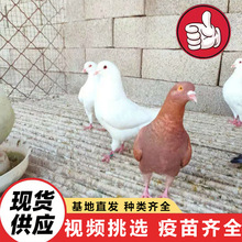 学校开学典礼放飞和平鸽 广场景区投喂鸽子 家养宠物观赏鸽子养殖