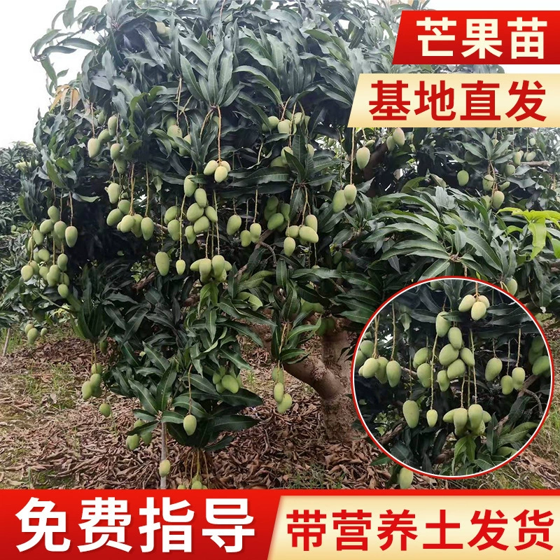 Цзинь Хуан Тай Нонг Гуй Ци Кейт Ао Манг Красная Императорская наложница Слоновая кость Манг Горшечные яйца Рассада манго Привитые саженцы оптом
