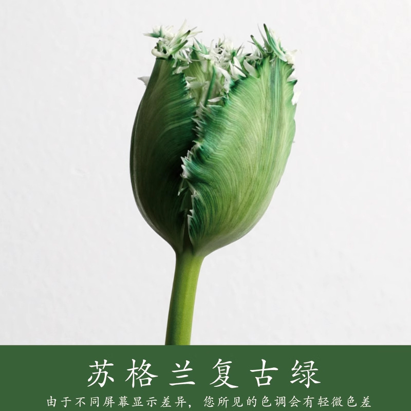 Material de embalaje de flores frescas Agente de tinción en aerosol de flores secas Salsa de ciruela negra Pintura en aerosol de flores Pintura en aerosol de flores Agente de color de flores