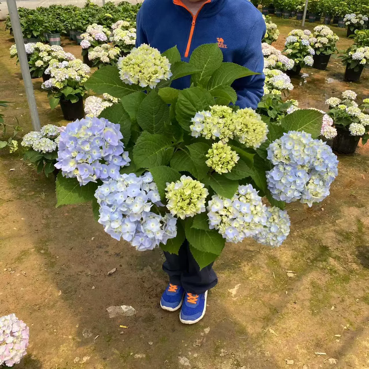 Большой цветок Гортензия бесконечные летние горшечные беседки Гортензия сад балкон Семейные цветы цветок рука Ju база Прямые продажи объем