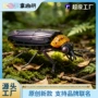 亚克力仿真儿童博物馆拼图