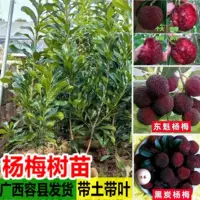 Myrica Rubra Рассада привитых саженцев Донгкуй Myrica Rubra Рассада Подлинные Myrica Rubra Рассада Экстра Ранняя зрелость Юг и Север Итоги посадки года