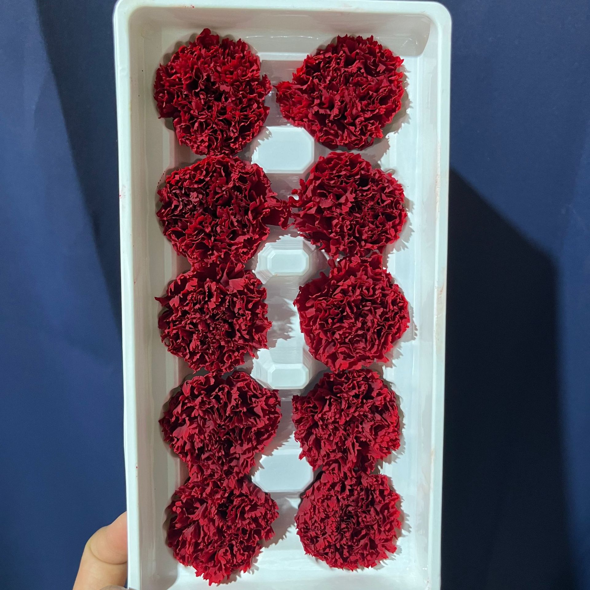 Cabezas de Claveles Preservadas A+, 4-5 cm, Paquete de 8, Arte Floral DIY, Caja de Regalo Educativa, Día de la Madre, Venta al por Mayor de Fábrica