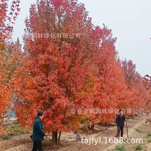 叢生美國紅楓 山東產地貨源 量多物美價低 秋季彩葉苗木