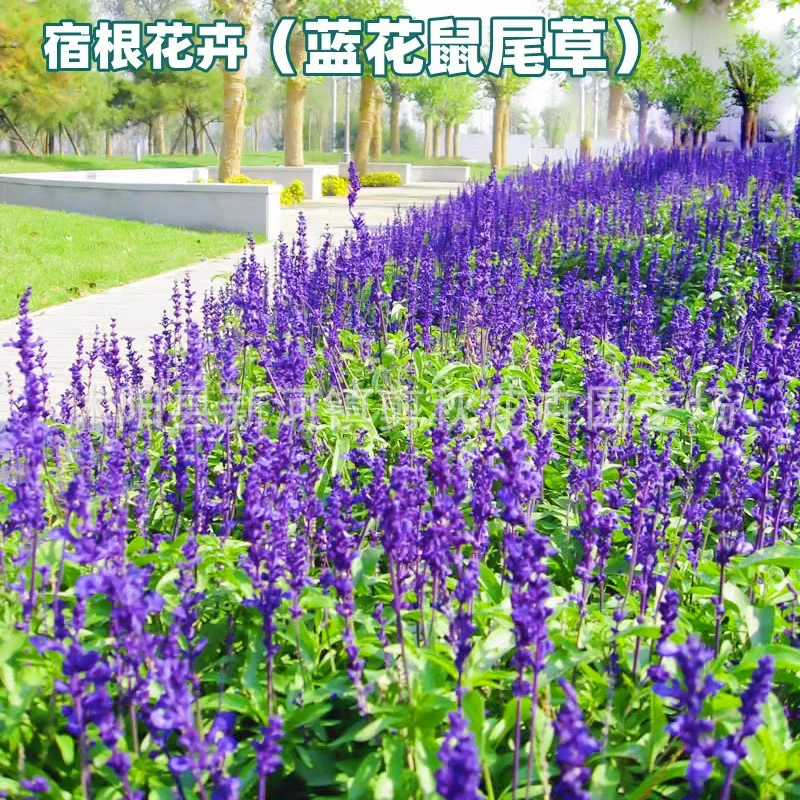 Многолетние семена шалфея Голубая многолетняя нить синих семян Голубые цветы Шалфей Посев холодостойких цветов в четыре сезона