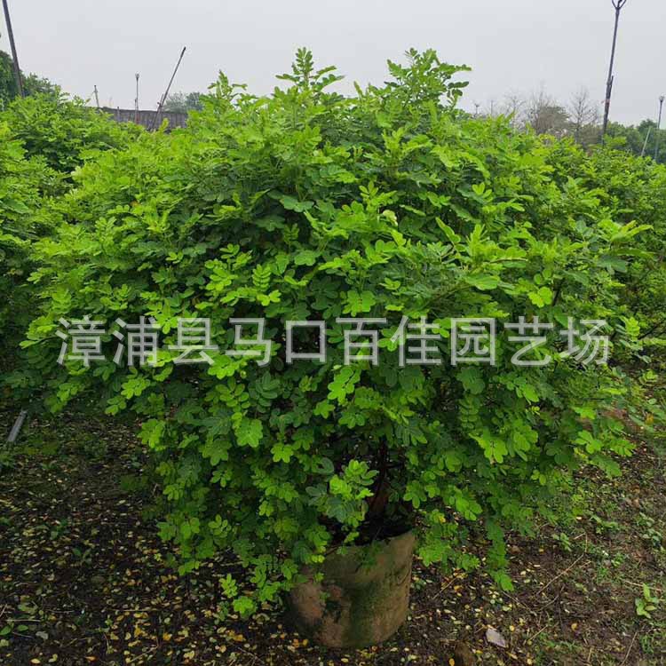 ˫�л��򣨸�120��130����120&a