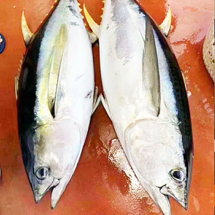 ���~���l���l�{���������r�S�������ڏ��~ը���~��Ŀ���r���