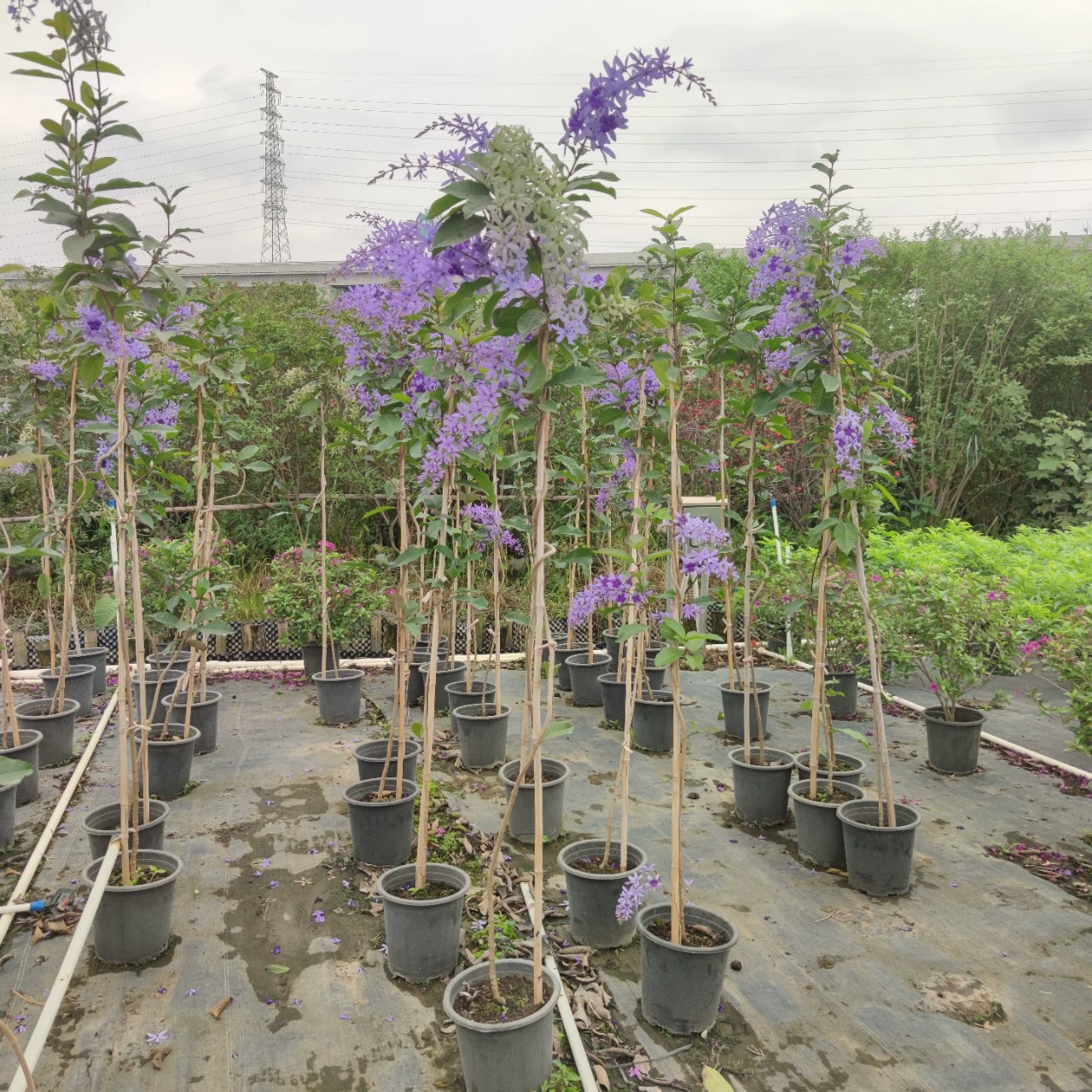 2303 база поставляет крупнолистный синий цветочный лозу 2-3 метра тайский синий оловянный лозу