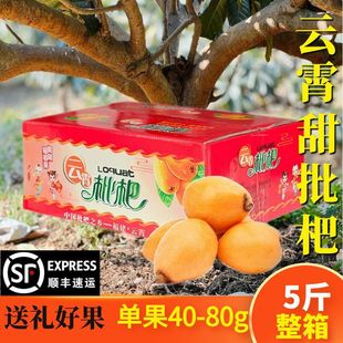 Fujian Yunxiao High Mountain Loquat Fresh Fresh Season Special Fresh Fruit Big Fruit Беременные женщины Сладкая и сладкая подарочная коробка