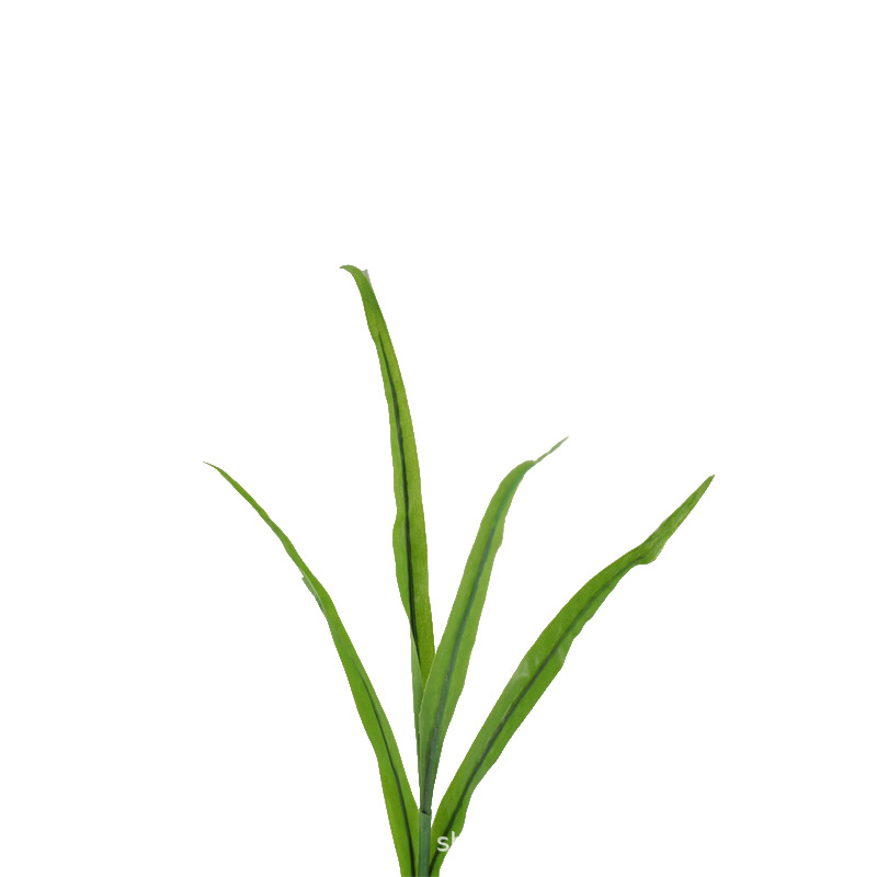 XRB-082 玉米苗  (6).jpg