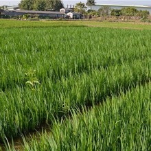 黄菖蒲菖蒲挺水植物水体净化基地直销水生植物绿化造景黄花鸢尾