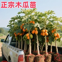 ľϷ߮aǼtľˮľԵԮl