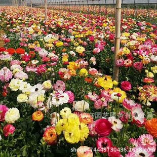 Mignonette Bulbs, Flower Plants, Park Courtyard Flower Beds, Flower Mirrors, Flower Bulbs, Flower Bulbs