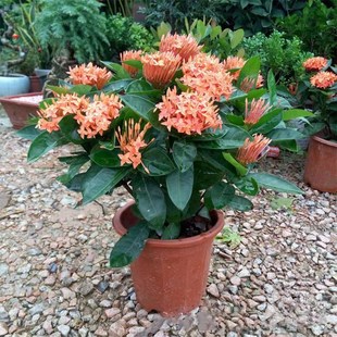 ��������������ͥԺ���@�҃��̨�ļ��_��ֲ�ｑ�򻨻ܾGֲ����B