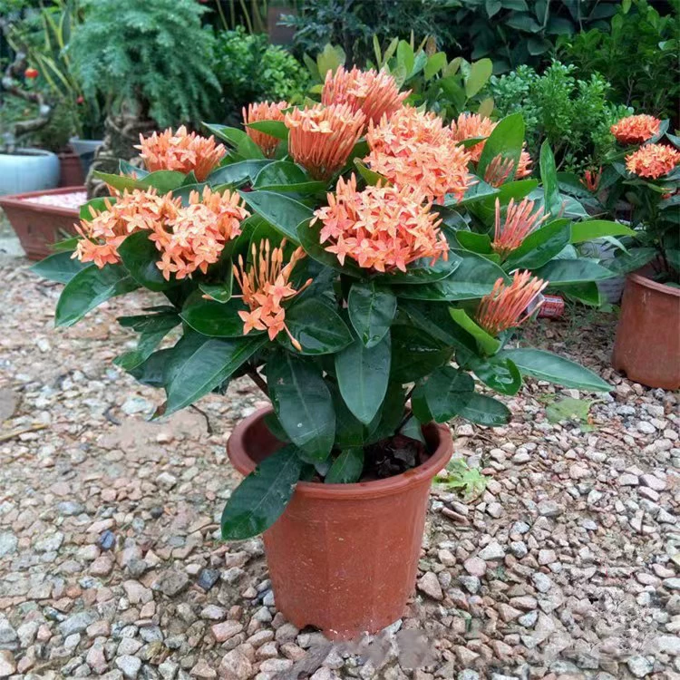 Дракон лодка цветок горшок Открытый Двор Сад Крытый балкон Four Seasons цветущие растения цветы гортензии зеленые растения рассада хорошо