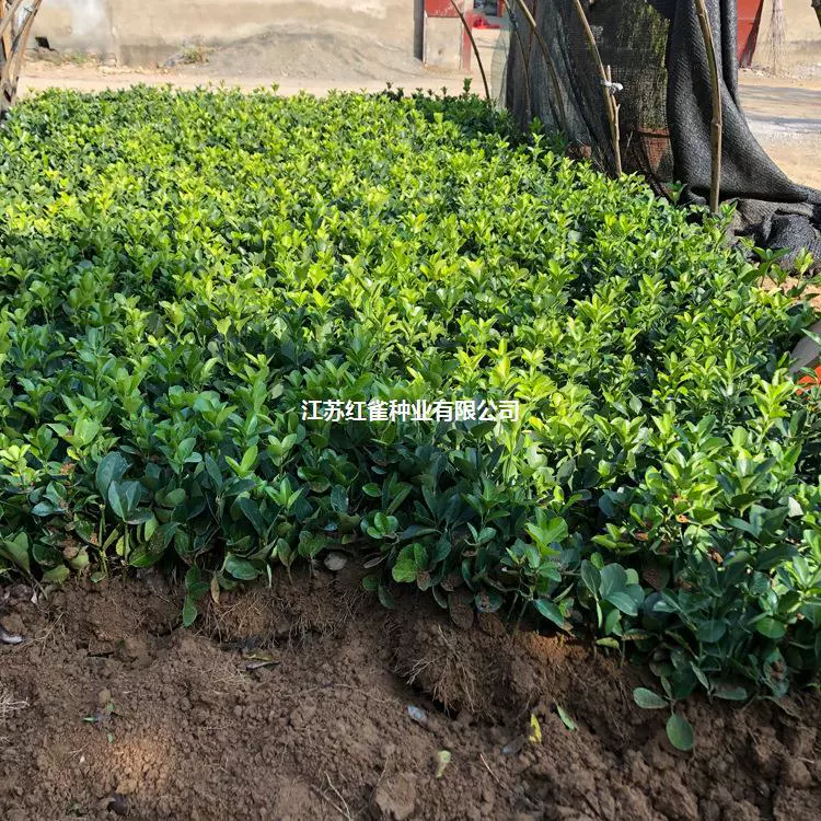 Озеленение рассады Буксуэба Эксуэба Илекс Пномпень Буксуэба Семена дыни Саженцы желтого тополя Тысячелетие Карлик Двор Ежика