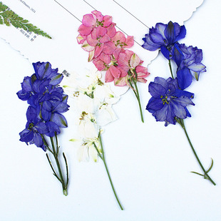 Flying Swallow Flowers, Dried Flowers with Branches, DIY Material Embossed Wholesale Plant Specimens, Children's Teaching Real Flower Embossed Flowers