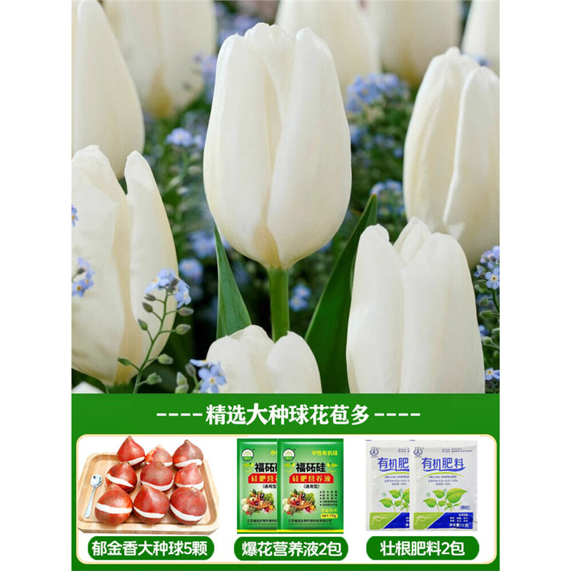 A14 prince tulip 3 large balls + nutrient solution + fertilizer