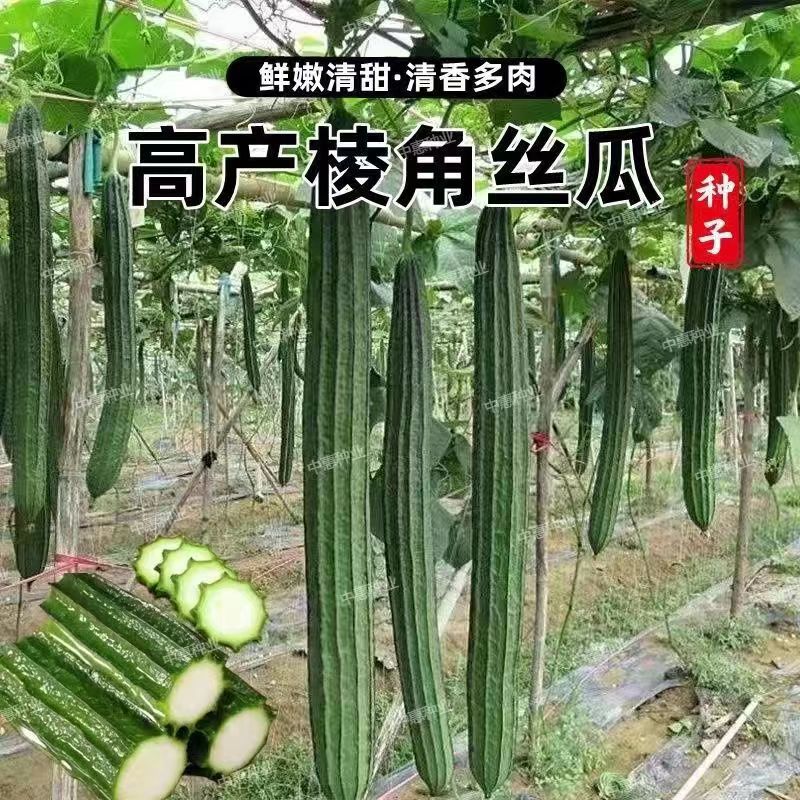 香嫩棱角丝瓜种子八棱丝瓜八角丝瓜广东丝瓜种子皮薄肉厚蔬菜种籽