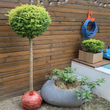 小叶女贞球庭院别墅绿化球形植物亮晶女贞树苗四季常青棒