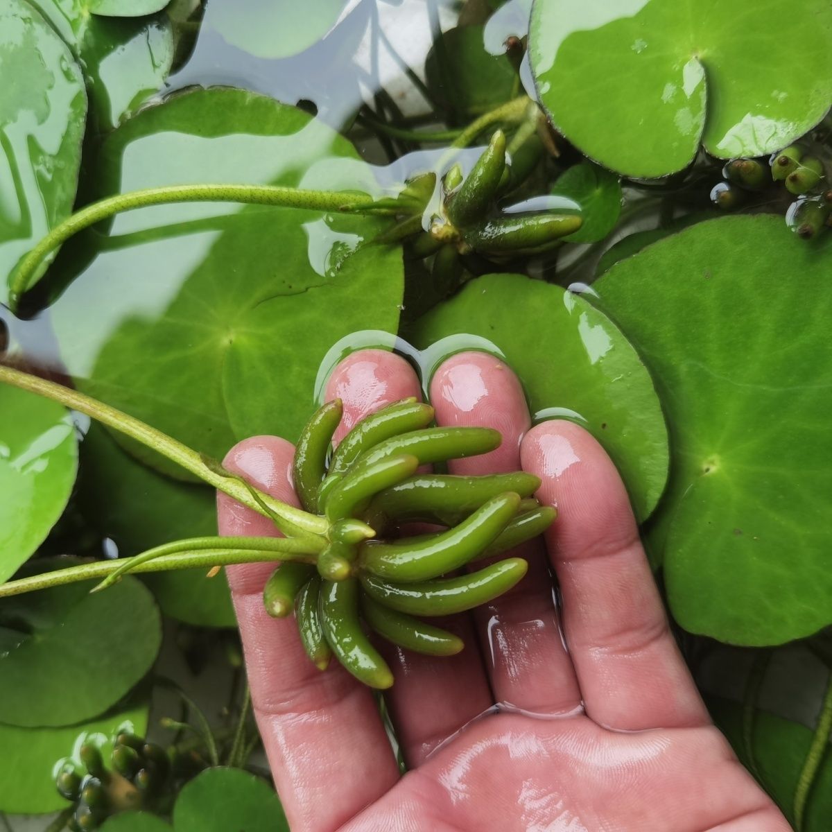 水生香蕉草水培净化水质鲜活生植物增氧绿植水草办公室鱼缸装饰