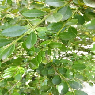 С�~�S��N�ӹ����S��N���lì�N���f�����߅�S��N����ľ��N��