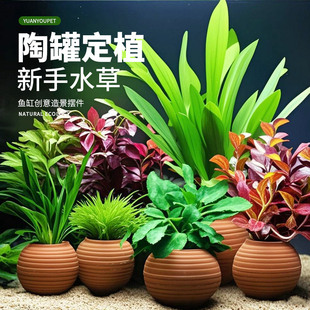Aquatic Plant Terrarium Fish Tank Landscaping Package for Lazy People, Hydroponic Ficus, Green Chrysanthemum, Centipede Grass, Natural Purification, Oxygenation, Decorative Ornaments