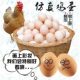 Simulation fake egg model children's toy egg egg DIY painted graffiti egg kindergarten teaching aids wholesale