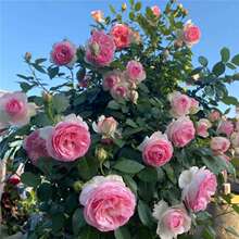 ��ɫ��ɳ��ʯ�����¼��������ԝ������������ͥԺ���@�Nޱ����