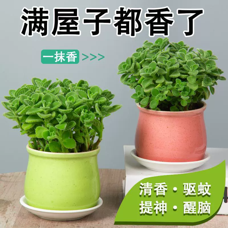 Ароматное настольное растение в горшке для очистки воздуха, ароматическое и растение от комаров, комнатный мини-цветок, офисное веселое зеленое растение