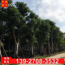 公分树绿化凤凤凰木红花径树普宁楹苗木米广东35金树苗移栽凤凰大