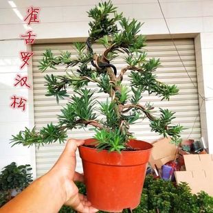 �Ϙ��_�h�������辰�լȸ�����~ͥԺ�Gֲ�ļ������҃Ⱥ��B