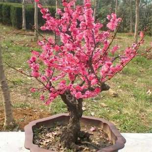 �ذ��һ�����������Ϙ��҃��̨���Ի��ܵ����^�pֲ���ͺ����B