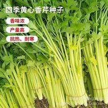 四季黄心芹种子黄心芹菜种籽小香芹黄嫩西芹青菜籽春秋蔬菜种孑