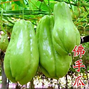 ���ֹϷN�������ش���ֹ��߲˷N�����٘������Զ�����ǧ��ϷN��