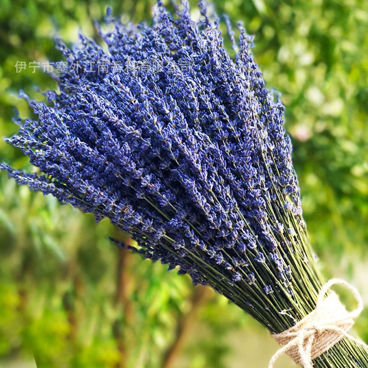 Амазонка Трансграничные Горячие распродажи Синьцзянской фабрики прямых продаж домашнего украшения съемки реквизита чистый натуральный сушеный цветок лаванда