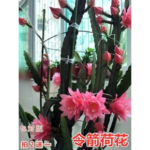����ɻ��玧���|��С���ذ����˄��һ��Gֲ���҃��������M�ڻ���