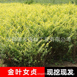 金叶女贞小苗园林绿化树苗庭院绿篱耐寒花草树木金叶女贞毛球
