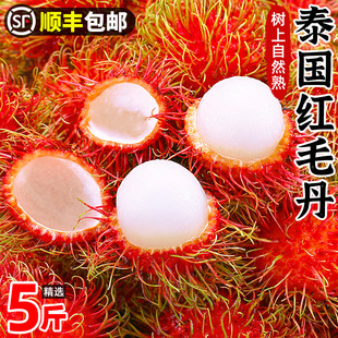 ̩���të�����rˮ��5�ﾫ�x���ڮ���ë��֦�Ꭷˮ��������S���]