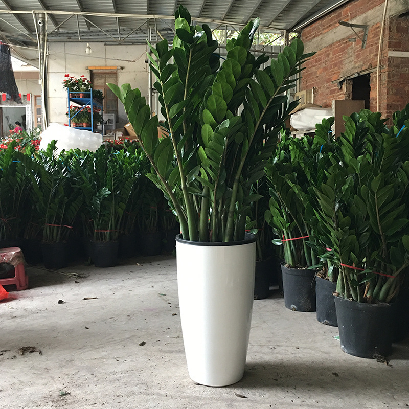 Money Tree Potted Plant Living Room Large Green Plant Office Indoor Plant Flower Money String Fortune Tree Evergreen All Year Round